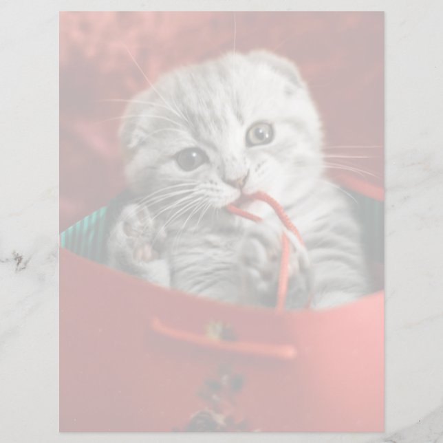 Niedliche Kleintiere | Scottish Fold Kitten (Vorderseite)