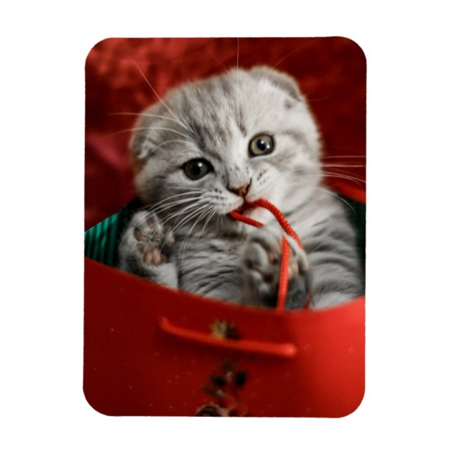 Niedliche Kleintiere | Scottish Fold Kitten Magnet (Vertikal)