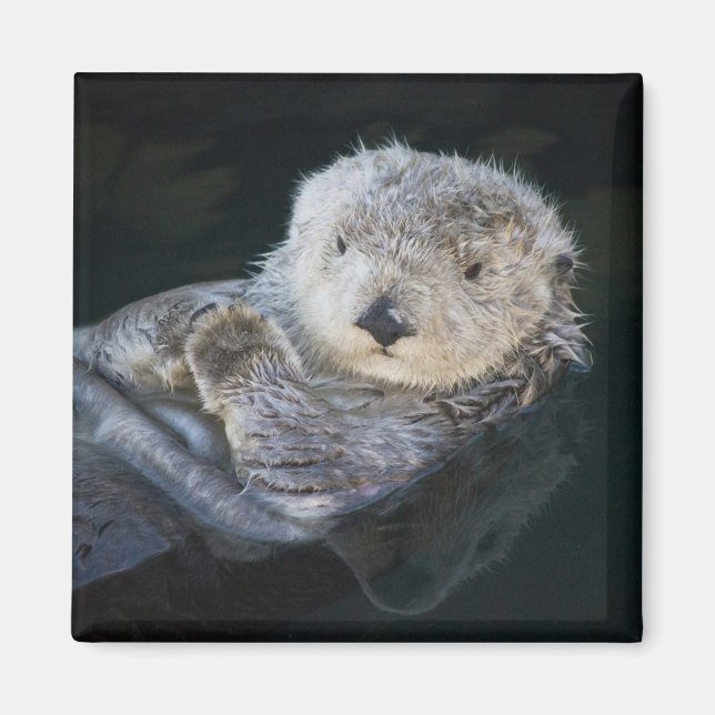 Niedliche Kleintiere | Sea Otter Floating Magnet (Vorne)