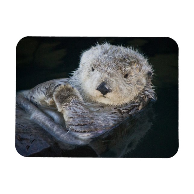 Niedliche Kleintiere | Sea Otter Floating Magnet (Horizontal)
