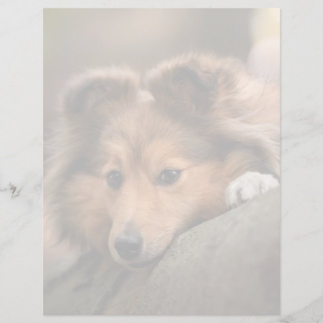 Niedliche Kleintiere | Shetland Sheepdog Welppy (Vorderseite)