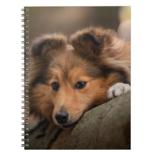 Niedliche Kleintiere Shetland Sheepdog Welppy Notizblock