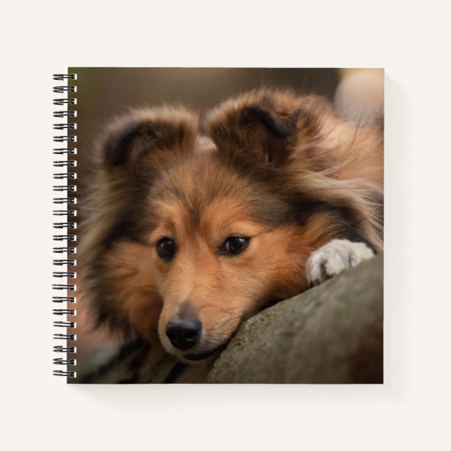 Niedliche Kleintiere | Shetland Sheepdog Welppy Notizbuch (Vorderseite)