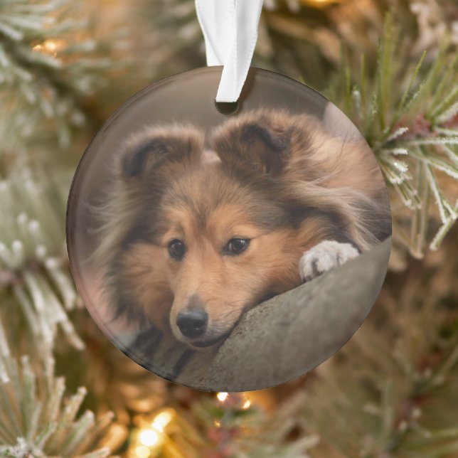 Niedliche Kleintiere | Shetland Sheepdog Welppy Ornament (Baum)