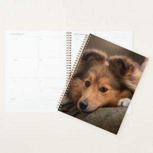 Niedliche Kleintiere Shetland Sheepdog Welppy Planer