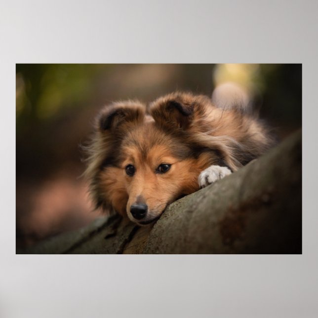 Niedliche Kleintiere | Shetland Sheepdog Welppy Poster (Vorne)