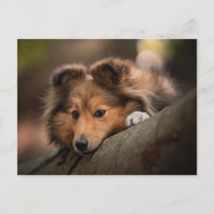 Niedliche Kleintiere Shetland Sheepdog Welppy Postkarte