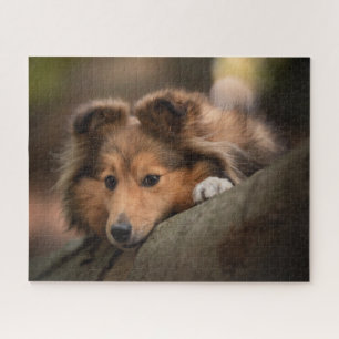 Niedliche Kleintiere   Shetland Sheepdog Welppy Puzzle