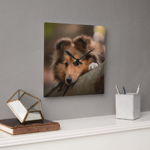 Niedliche Kleintiere   Shetland Sheepdog Welppy Quadratische Wanduhr