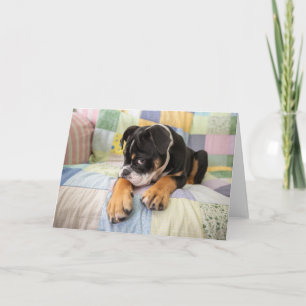 Niedliche Kleintiere Shi Old English Bulldog Karte