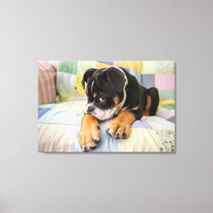 Niedliche Kleintiere Shi Old English Bulldog Leinwanddruck