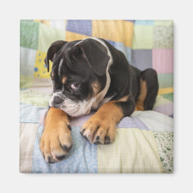 Niedliche Kleintiere | Shi Old English Bulldog Magnet (Vorne)