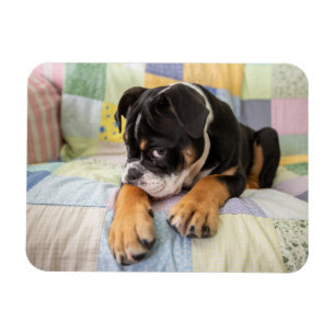 Niedliche Kleintiere   Shi Old English Bulldog Magnet