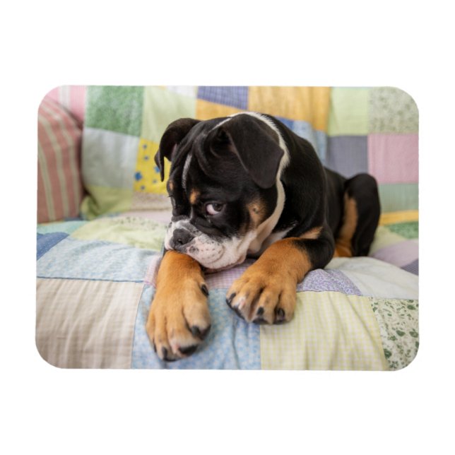 Niedliche Kleintiere | Shi Old English Bulldog Magnet (Horizontal)