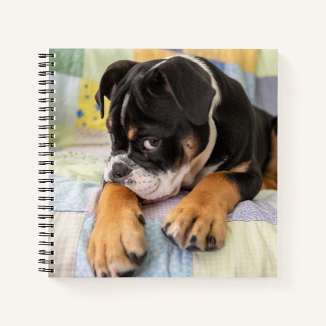 Niedliche Kleintiere | Shi Old English Bulldog Notizbuch (Vorderseite)