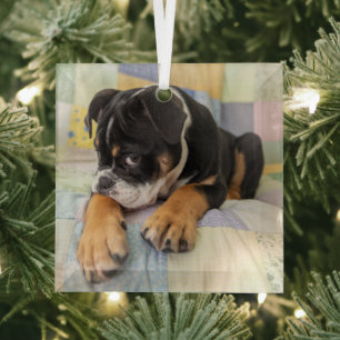 Niedliche Kleintiere   Shi Old English Bulldog Ornament Aus Glas