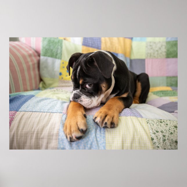 Niedliche Kleintiere | Shi Old English Bulldog Poster (Vorne)