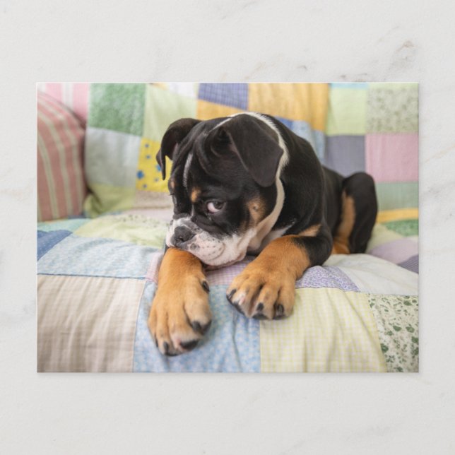 Niedliche Kleintiere | Shi Old English Bulldog Postkarte (Vorderseite)