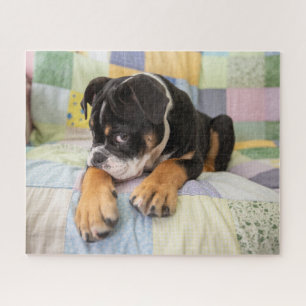 Niedliche Kleintiere   Shi Old English Bulldog Puzzle