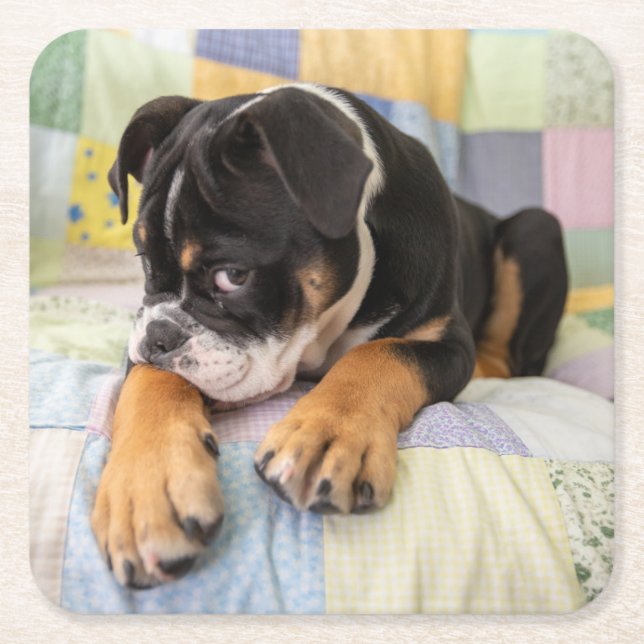 Niedliche Kleintiere | Shi Old English Bulldog Rechteckiger Pappuntersetzer (Vorderseite)