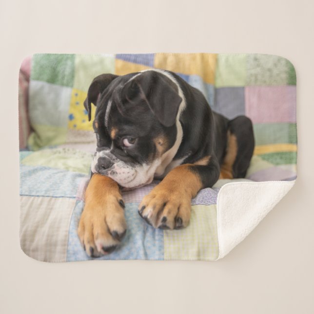 Niedliche Kleintiere | Shi Old English Bulldog Sherpadecke (Vorderseite (Horizontal))