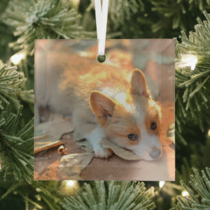 Niedliche Kleintiere   Shy Corgi Ornament Aus Glas