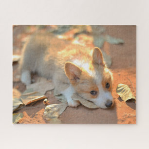 Niedliche Kleintiere   Shy Corgi Puzzle