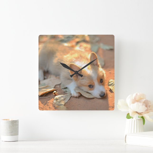 Niedliche Kleintiere | Shy Corgi Quadratische Wanduhr (Zuhause)