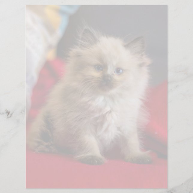 Niedliche Kleintiere | Siamese Kitten (Vorderseite)