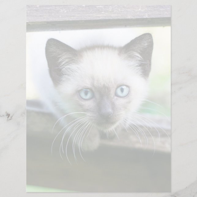 Niedliche Kleintiere | Siamese Kitten (Vorderseite)