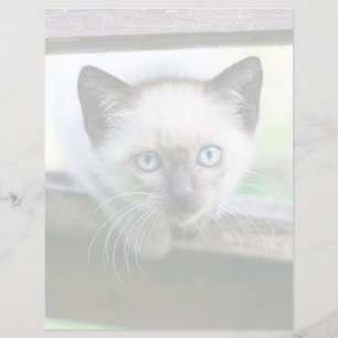 Niedliche Kleintiere Siamese Kitten