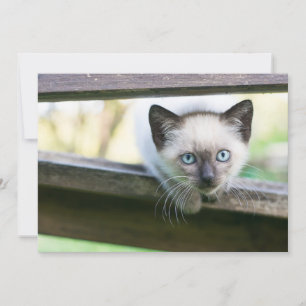 Niedliche Kleintiere Siamese Kitten 2 Dankeskarte
