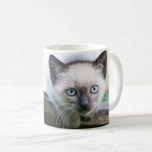 Niedliche Kleintiere   Siamese Kitten 2 Kaffeetasse