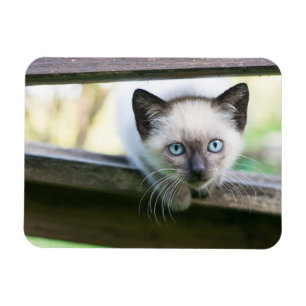 Niedliche Kleintiere   Siamese Kitten 2 Magnet