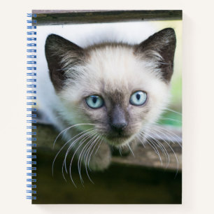 Niedliche Kleintiere   Siamese Kitten 2 Notizbuch