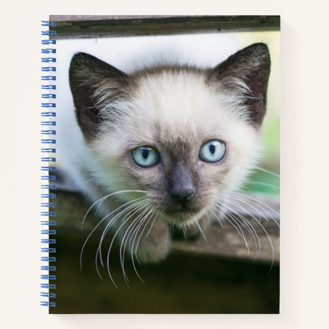 Niedliche Kleintiere | Siamese Kitten 2 Notizbuch (Vorderseite)