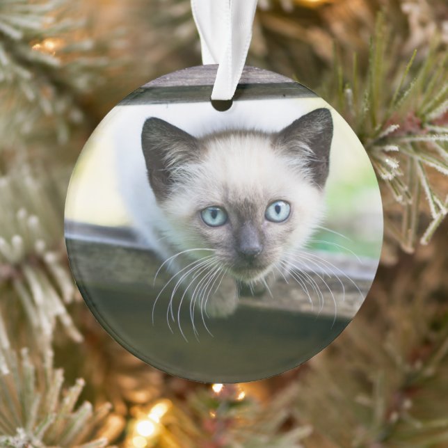Niedliche Kleintiere | Siamese Kitten 2 Ornament (Baum)
