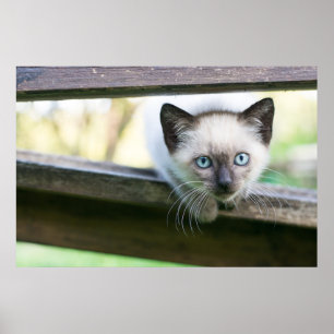 Niedliche Kleintiere Siamese Kitten 2 Poster