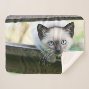 Niedliche Kleintiere   Siamese Kitten 2 Sherpadecke