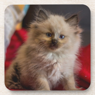 Niedliche Kleintiere Siamese Kitten Getränkeuntersetzer