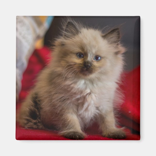 Niedliche Kleintiere | Siamese Kitten Magnet (Vorne)