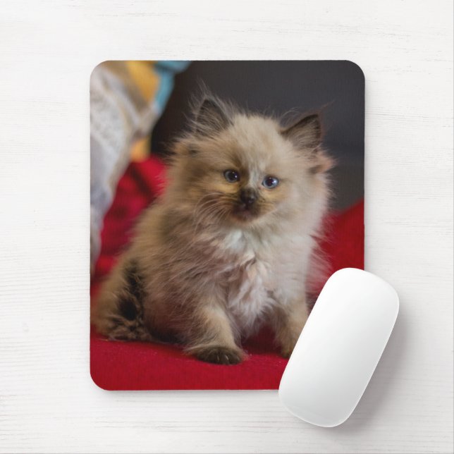 Niedliche Kleintiere | Siamese Kitten Mousepad (Mit Mouse)