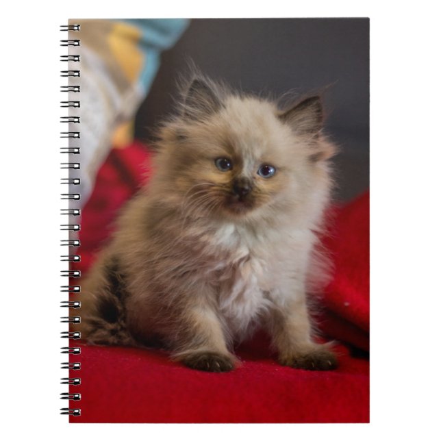 Niedliche Kleintiere | Siamese Kitten Notizblock (Vorderseite)