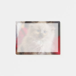Niedliche Kleintiere   Siamese Kitten Post-it Klebezettel
