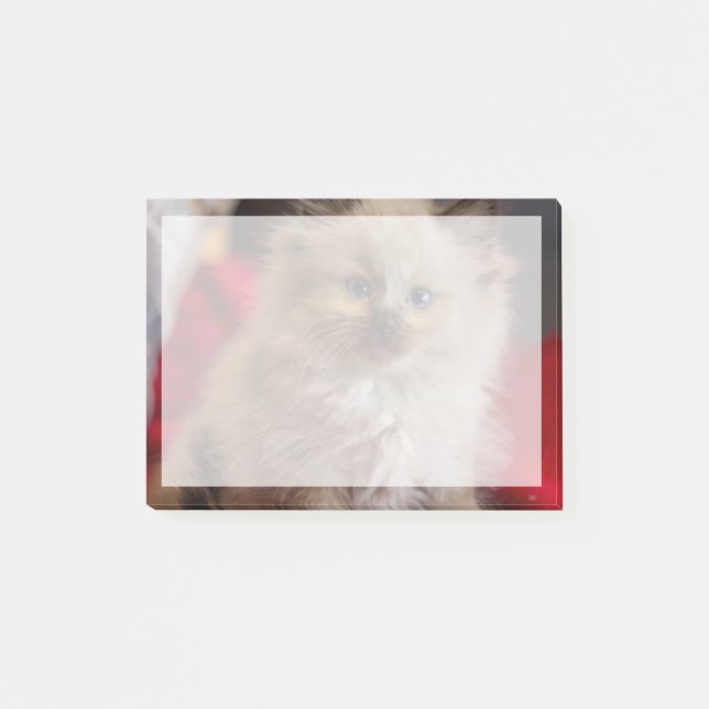 Niedliche Kleintiere | Siamese Kitten Post-it Klebezettel (Vorderseite)