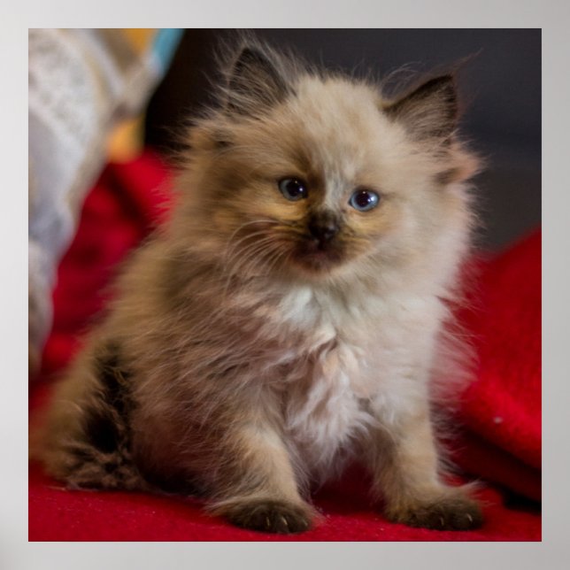 Niedliche Kleintiere | Siamese Kitten Poster (Vorne)