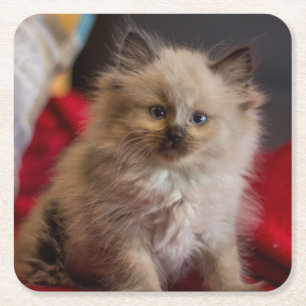 Niedliche Kleintiere   Siamese Kitten Rechteckiger Pappuntersetzer