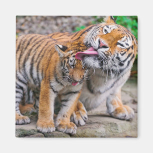 Niedliche Kleintiere   Sibirische Tiger-Familie Magnet