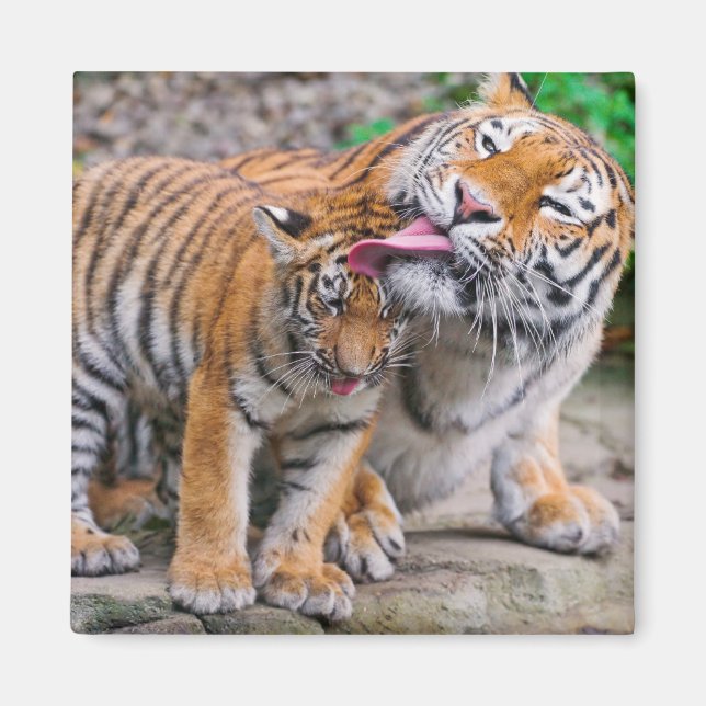 Niedliche Kleintiere | Sibirische Tiger-Familie Magnet (Vorne)
