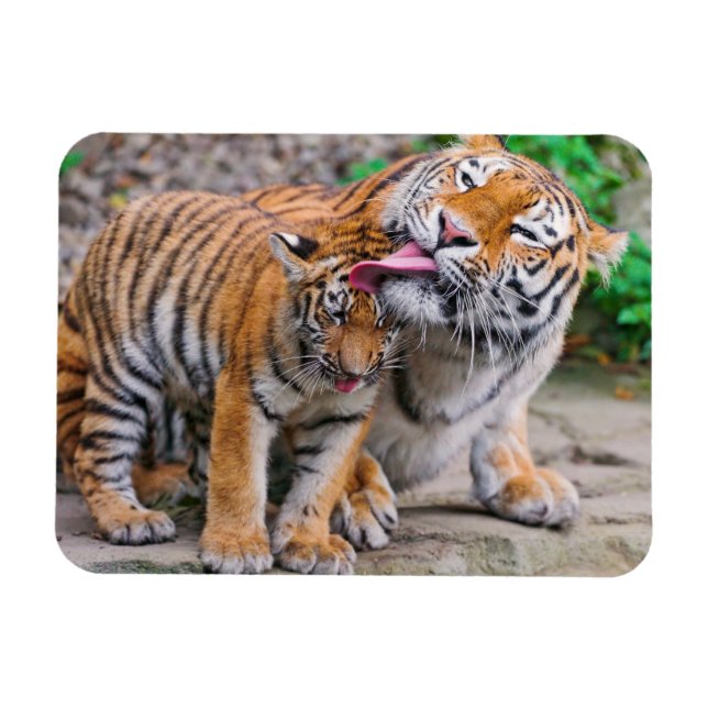 Niedliche Kleintiere | Sibirische Tiger-Familie Magnet (Horizontal)